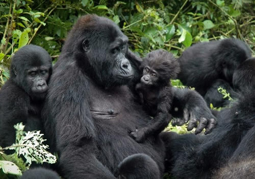 Mountain Gorillas