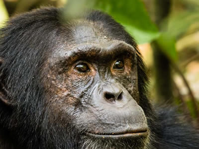 KibaleForest-chimps