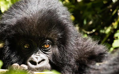 rwanda gorilla trekking