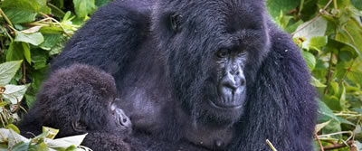 mountain-gorilla-mama1