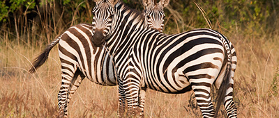 uganda-zebras