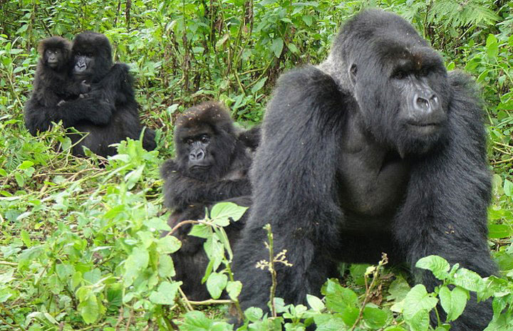 best time for gorilla trekking