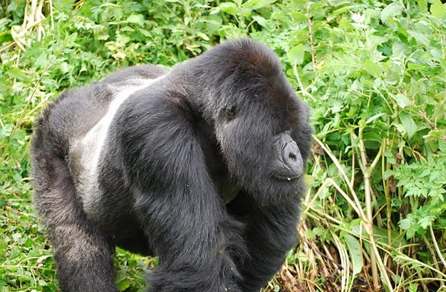 Mountain Gorilla trekking in Africa