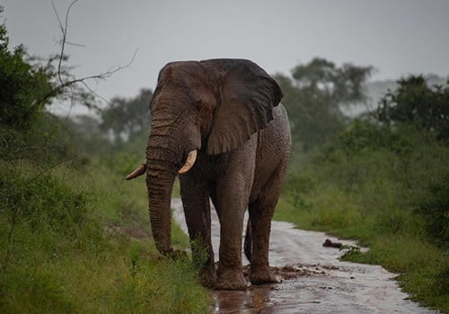 Elephant in Akagera National Park
