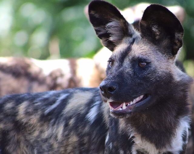 Where to find the African painted dog in Uganda