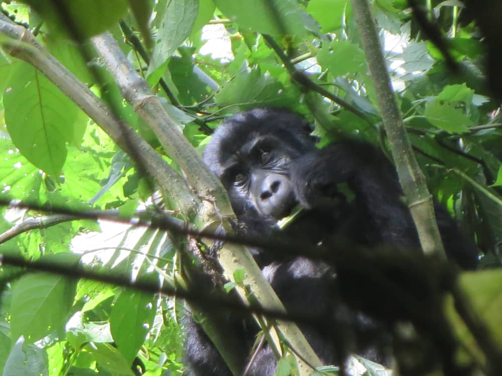Guide to Gorilla trekking in Uganda