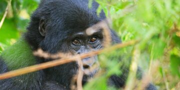 Top Best Gorilla Parks to Go Gorilla Trekking