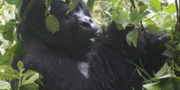 low season Gorilla trekking permit