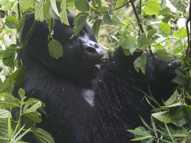 low season Gorilla trekking permit